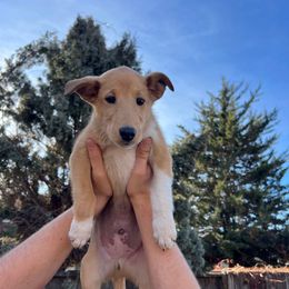 Potato - Sable male Collie puppy in Provo, Utah from Cor Collies