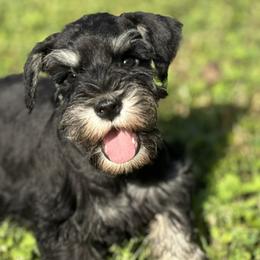 Miniature Schnauzers from Blissful Standards