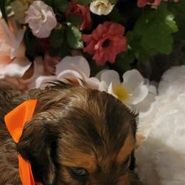 Dachshund Puppies from CLARK'S BREEDING PROGRAM