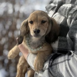 Tahiti 5000dollars - Cream male Dachshund puppy in Crystal, Michigan from Mare-bella Dachshunds