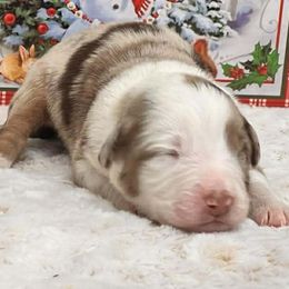 Max - Red merle male Australian Shepherd puppy in Boise, Idaho from Black Canyon Corral Aussies