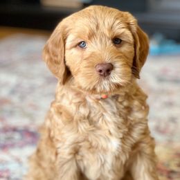 Annie - Red Australian Labradoodle puppy in Fayette, Ohio from Patriots Poodles and Doodles