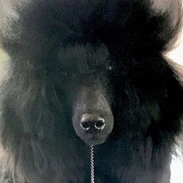 Poodles from Phare Poodles