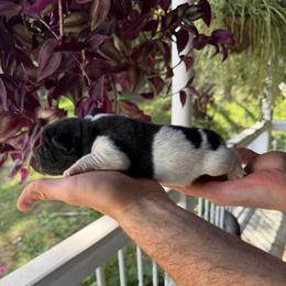 Bessie - Black female Chinese Shar-Pei puppy in Auburn, Kansas from Justin's Chinese Shar-Pei