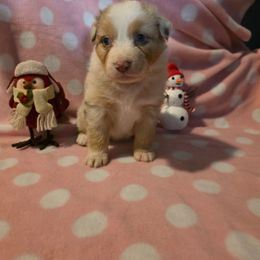 Girl 6 - Red merle female Australian Shepherd puppy in Athol, Idaho from ShorDu