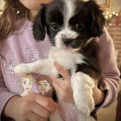 Milagro - Black and white female Cavatzu puppy in Turlock, California from Charming Woofs