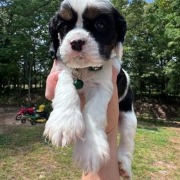 Boy 2 - Black white and tan male Cocker Spaniel puppy in Greensboro, North Carolina from Cochran Spaniels