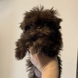 Shih Tzu Puppies from Socal Mother Of Shih Tzus