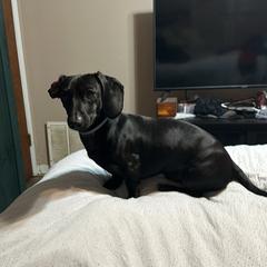 Gucci - Dachshund