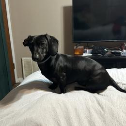 Gucci - Dachshund