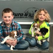 French Brittany and Labrador Retriever Puppies from Mackinaw Valley Gun Dogs