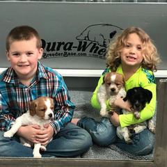 French Brittany and Labrador Retriever Puppies from Mackinaw Valley Gun Dogs