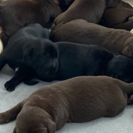 Labrador Retrievers from Amber's Labrador Retrievers