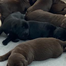 Labrador Retrievers from Amber's Labrador Retrievers