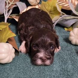 Chocolate Boy - Chocolate male Havanese puppy in Vinita, Oklahoma from Locust Creek Shih Tzu & Havanese