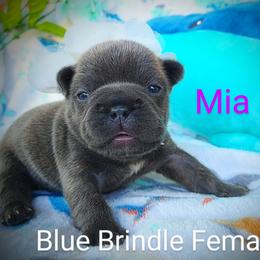 French Bulldog Puppies from Great White French Bulldogs