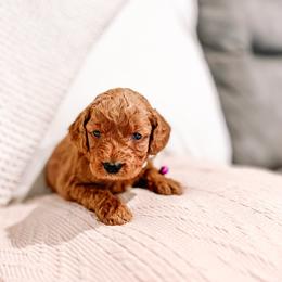 F1B Toy Goldendoodle Tulip - Red  female Goldendoodle puppy in Redding, California from Casa Delarosa Poodles & Doodles Collective