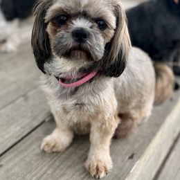 Josie - Shih Tzu