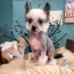 Ember - Black white and tan female Chinese Crested puppy in Ocala, Florida from Crestie Charm Cottage