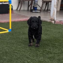 Phantom - Phantom male Goldendoodle puppy in Glendale, Arizona from CocoLove Doodles