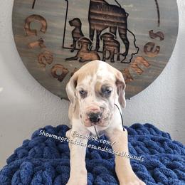 Blue Collar - Harlequin male Great Dane puppy in Alton, Illinois from Show Me Great Danes and Basset Hounds