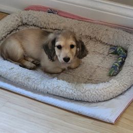 Dachshund Puppies from Queen City Dachshunds