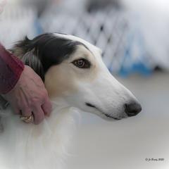 Borzoi All Grown Up from Novgorod