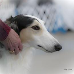 Borzoi All Grown Up from Novgorod