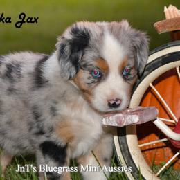 Miniature Australian Shepherd Puppies from JnT's Bluegrass Mini Aussies