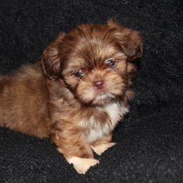 Marty - Liver and white male Shih Tzu puppy in Tampa, Florida from Fancy Shih Tzus Florida