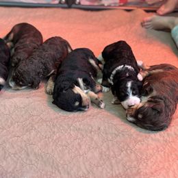 Bernedoodle and Goldendoodle Puppies from Central Texas Doodles