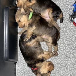 Lakeland Terrier Puppies from Cirnef Lakelands