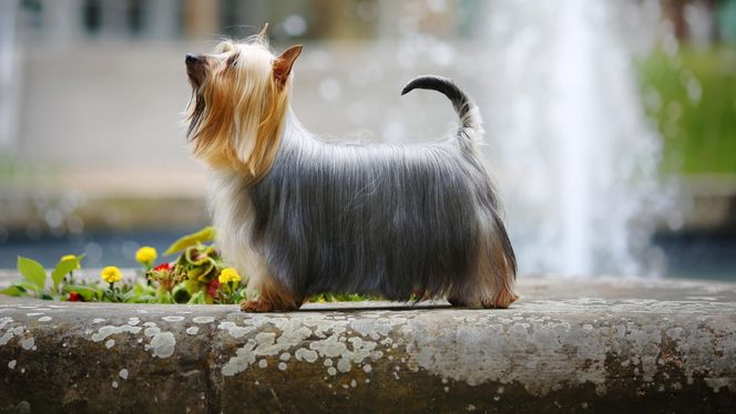 Silky Terrier