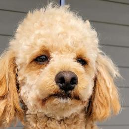 Beagles, German Shepherds, and Poodles from Nebraska K9's