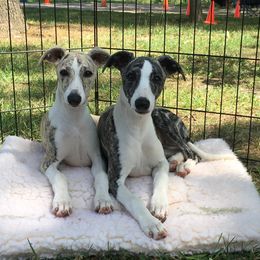 Whippet Puppies from Winstar Whippets