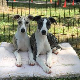 Whippet Puppies from Winstar Whippets