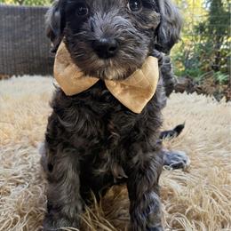 Tom Ford - Merle male Goldendoodle puppy in Pine Grove, California from Lundee Doodles