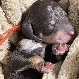 Poodle Puppies from Ladybug Poodles
