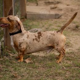 Barley - Dachshund