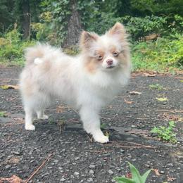 Honey - Tri-colored female Pomeranian puppy in Hughes Springs, Texas from Hughes Springs Tx Poms