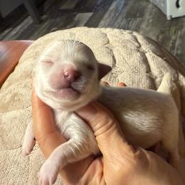Cream boy 5,400 - Cream male Chihuahua puppy in Summerfield, Florida from Uey’s Chihuahuas