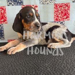 Elvis - Blue ticked and tan male Bluetick Coonhound puppy in Mount Pleasant, Texas from Harmons Hounds