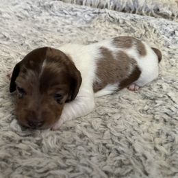 Dachshund Puppies from Rutherford Ranch Dachshunds