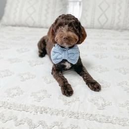 Reef - Goldendoodle