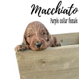 Macchiato - Red  female Goldendoodle puppy in Taylorsville, North Carolina from Doggone Dixie Doodles