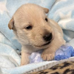 Wheaten male - Wheaten male Scottish Terrier puppy in Hastings, Nebraska from D & J SCOTTIES AND CAIRNS & Miniature Long haired Dachshunds