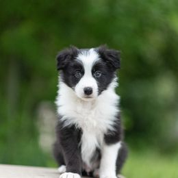Border Collie Puppies from High Point Border Collies