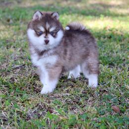 Winky Poo - Chocolate female Pomsky puppy in Denham Springs, Louisiana from Bayouland Pomskies