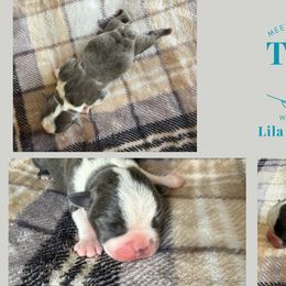 Toad - Blue male Boston Terrier puppy in El Paso, Texas from Little Mister and Little Miss Boston Terriers