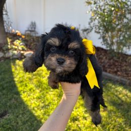 Comet - Black and tan male Cavapoo puppy in Herriman, Utah from Gypsi Doodles & Poodles LLC.